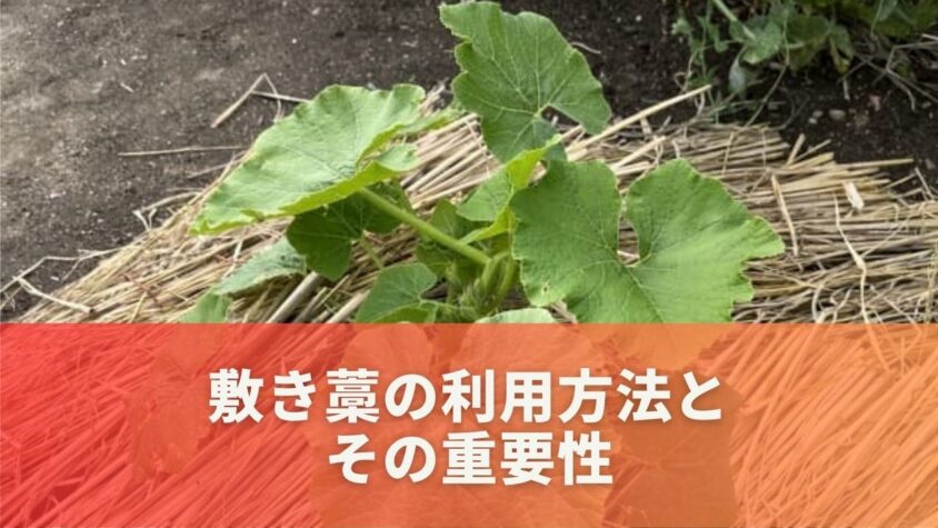 敷き藁の利用方法とその重要性