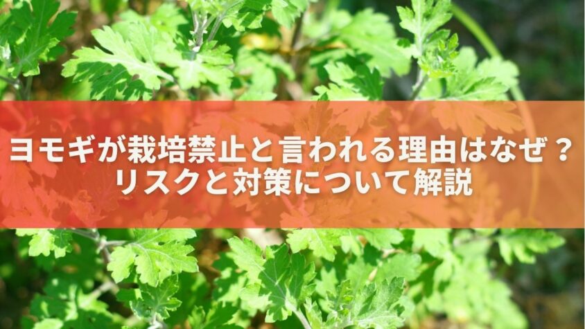 ヨモギが栽培禁止と言われる理由はなぜ？リスクと対策について解説