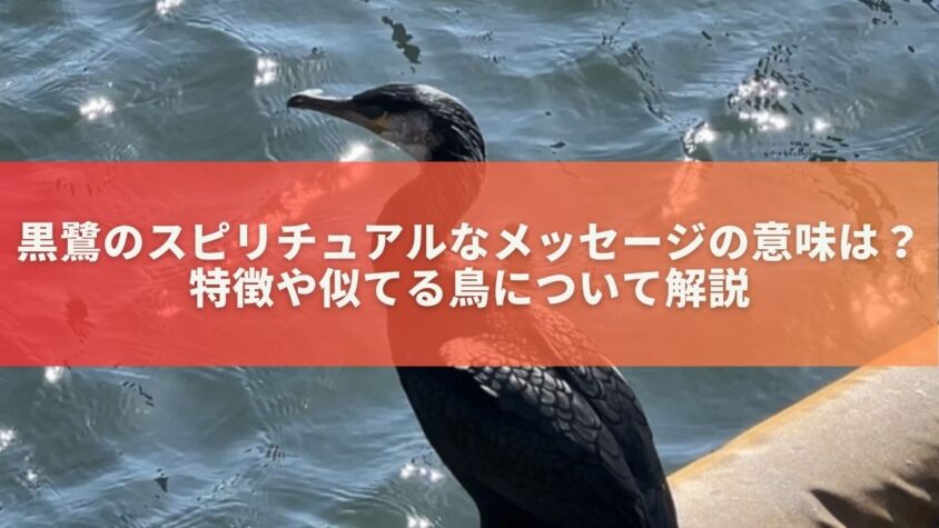 黒鷺のスピリチュアルなメッセージの意味は？特徴や似てる鳥について解説