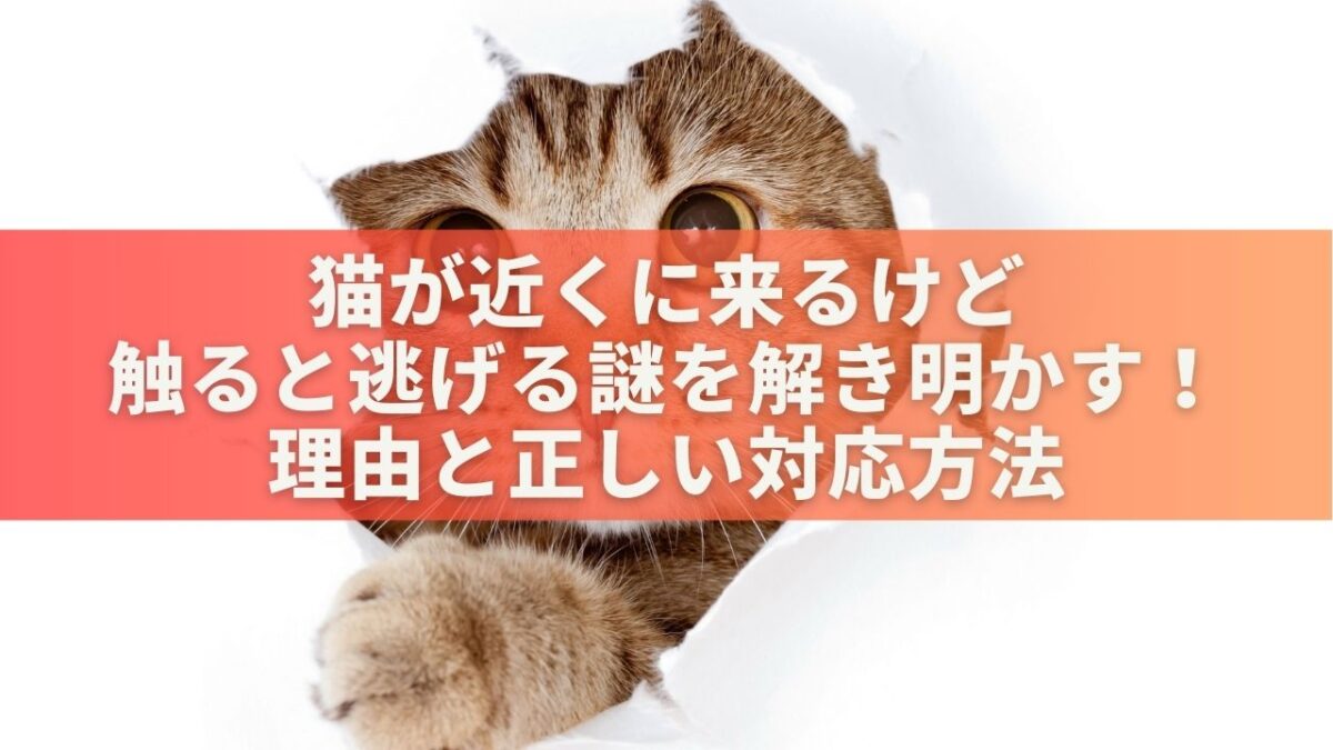 猫が近くに来るけど触ると逃げる謎を解き明かす！理由と正しい対応方法