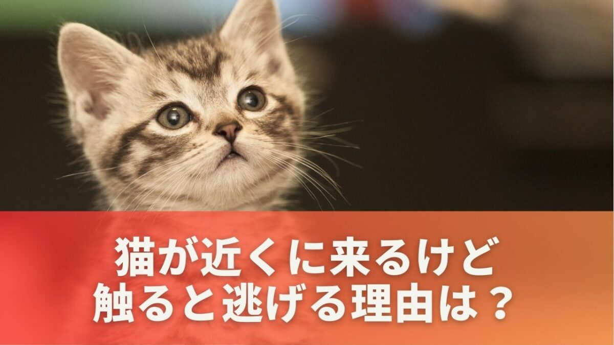 猫が近くに来るけど触ると逃げる理由は？