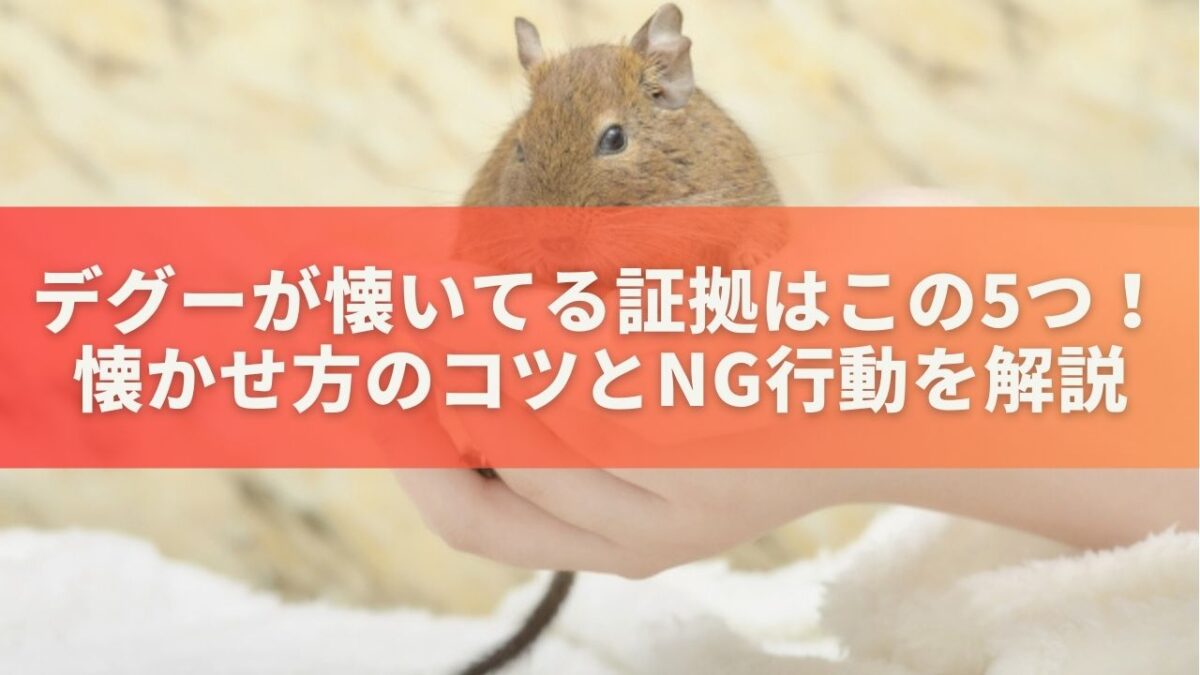 デグーが懐いてる証拠はこの5つ！なつかせかたのコツとNG行動を解説