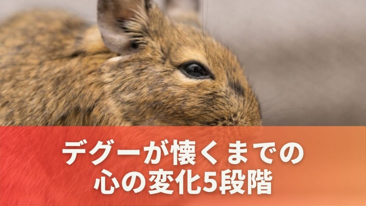 デグーが懐くまでの心の変化5段階！