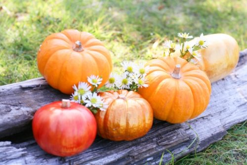 ハロウィンかぼちゃ腐らないコツ 長持ちする作り方や長期保存の方法は