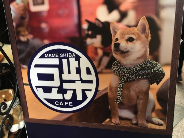 京都豆柴カフェに行ってきた 感想と予約方法や注意事項を紹介 写真満載レポ